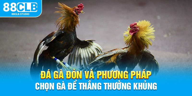 Đá Gà Đòn Và Phương Pháp Chọn Gà Để Thắng Thưởng Khủng