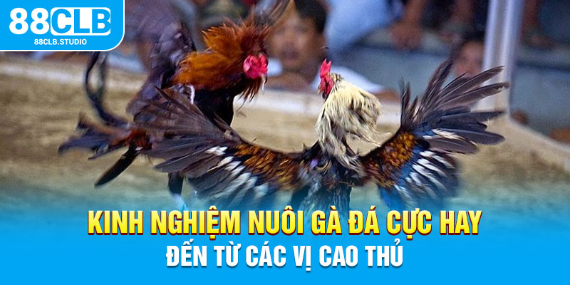 Kinh Nghiệm Nuôi Gà Đá Cực Hay Đến Từ Các Vị Cao Thủ