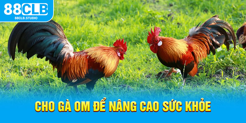 Cho gà om để nâng cao sức khỏe