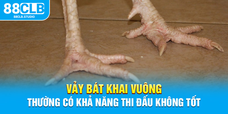 Vảy bát khai vuông thường có khả năng thi đấu không tốt