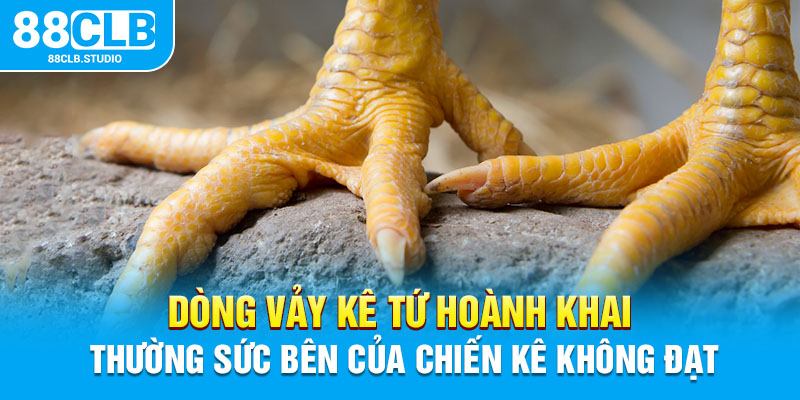 Dòng vảy kê tứ hoành khai thường sức bên của chiến kê không đạt