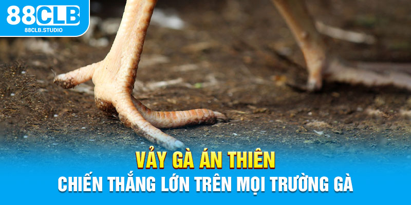 Vảy gà Án Thiên - Chiến thắng lớn trên mọi trường gà