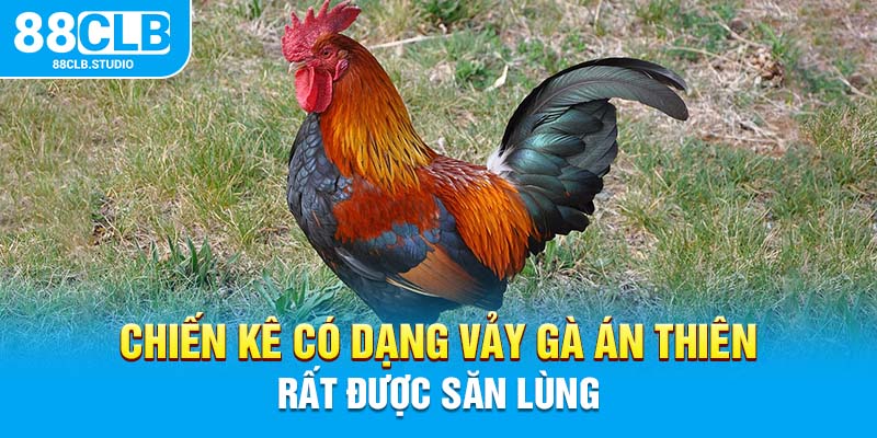 Chiến kê có dạng vảy gà Án Thiên rất được săn lùng