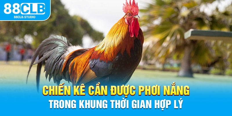 Chiến kê cần được phơi nắng trong khung thời gian hợp lý 