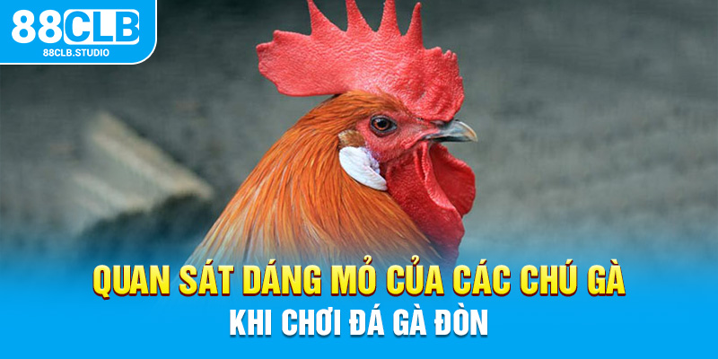 Quan sát dáng mỏ của các chú gà khi chơi đá gà đòn