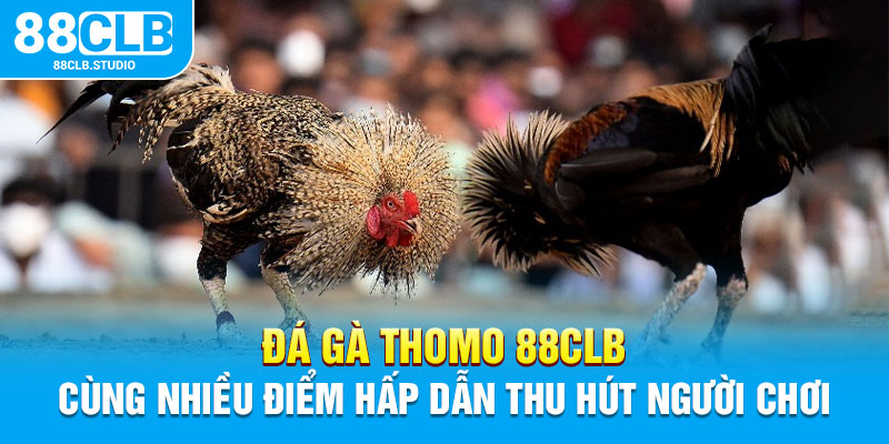 Đá Gà Thomo 88CLB Cùng Nhiều Điểm Hấp Dẫn Thu Hút Người Chơi