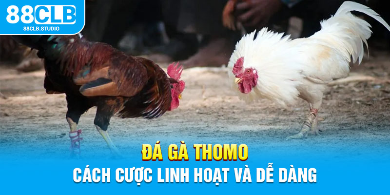 Đá gà Thomo cách cược linh hoạt và dễ dàng